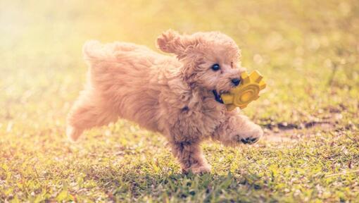 Chien poodle miniature hotsell